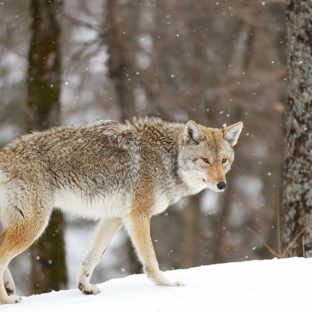 Coyote-ing Around: Exploring the Clever Canine