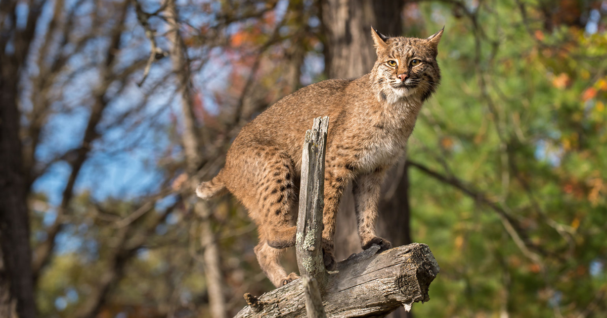 Uncovering the Secrets of the Elusive Bobcat!