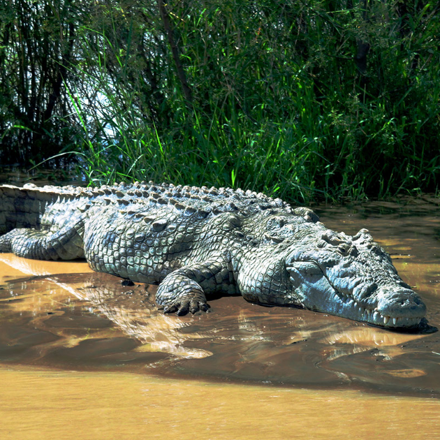 Discover the Mesmerizing World of Nile Crocodiles: From Mythology to Modern Science
