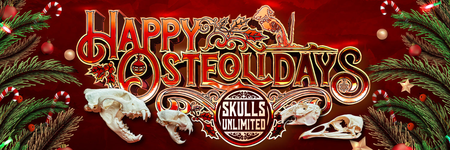 Why Shop Osteolidays? Our Biggest Sale of the Year Explained!
