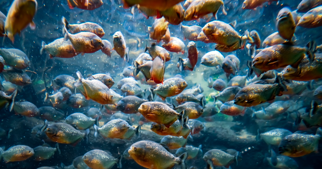 The Astonishing World of Piranhas: Fact, Fiction, and Phenomenal Skulls