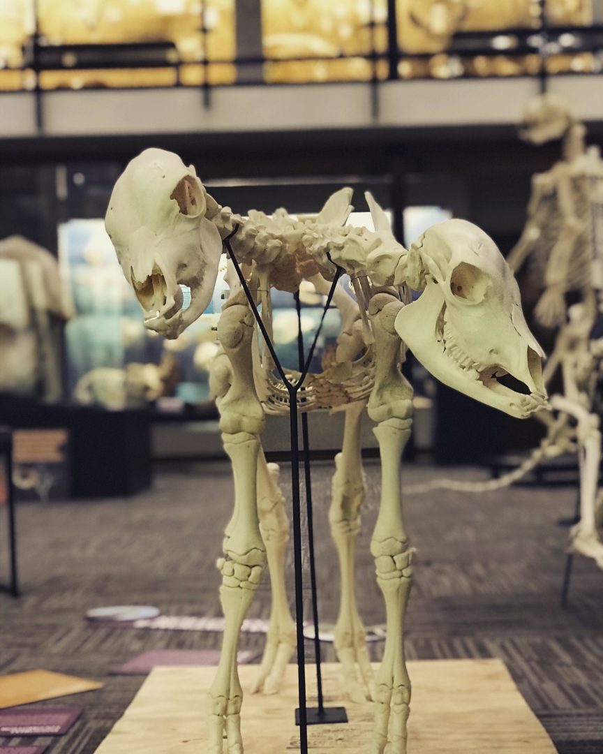 A two headed calf skeleton in the Museum of Osteology in Oklahoma City, Oklahoma.