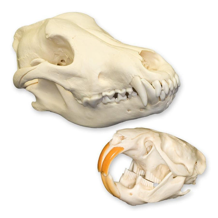 How to "Read" a Skull: Teeth - Skulls Unlimited International, Inc.