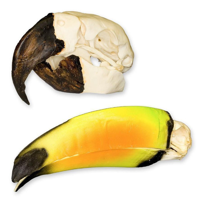 How to "Read" a Skull: Beaks