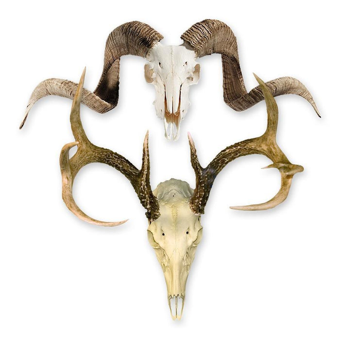 How to "Read" a Skull: Horns and Antlers - Skulls Unlimited International, Inc.