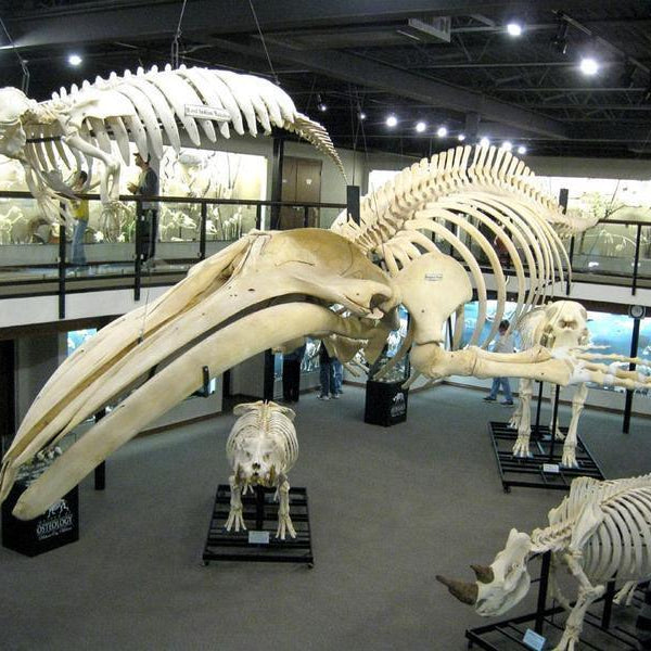 Museum visitors bone up on knowledge, fun