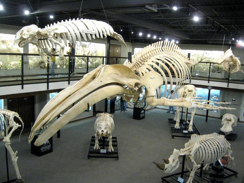 Museum visitors bone up on knowledge, fun