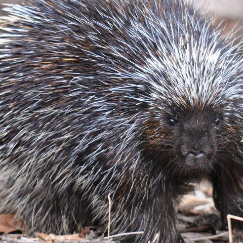 Porcupine Quills: Not Just for Defense