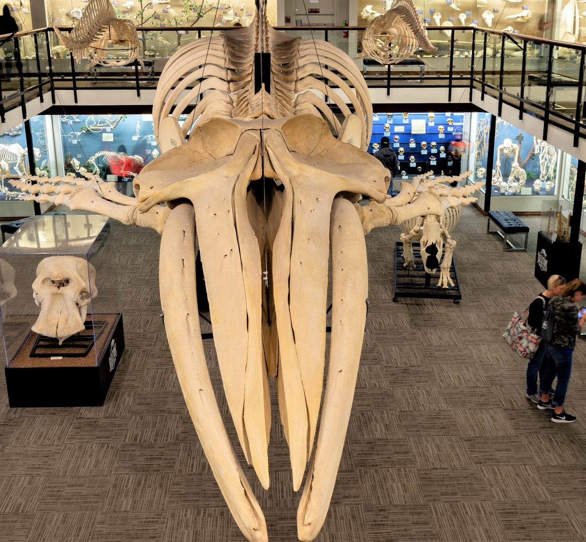 Skeleton And Shell Collection How to Start an Osteological Collection. — Skulls Unlimited ...
