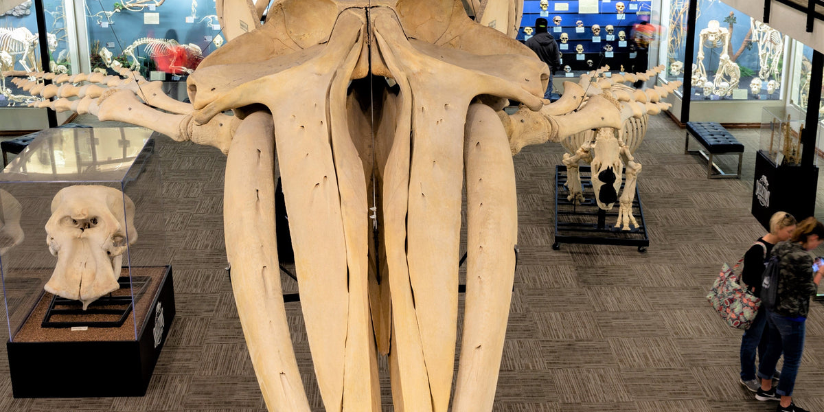 Skeleton And Shell Collection How to Start an Osteological Collection. — Skulls Unlimited ...