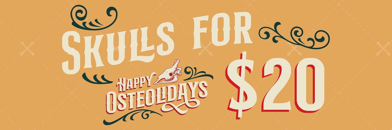 Real Skulls Discounted to $20.00