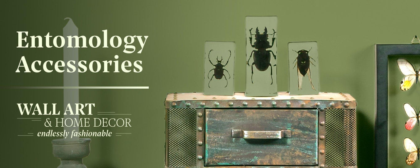 Entomology Accessories