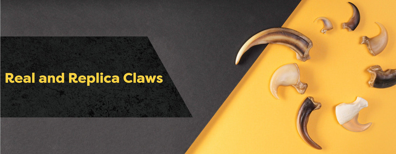 Real and Replica Claws