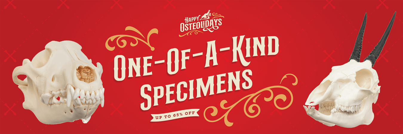 Osteoliday Savings on One-of-a-Kind Specimens - Skulls Unlimited International, Inc.