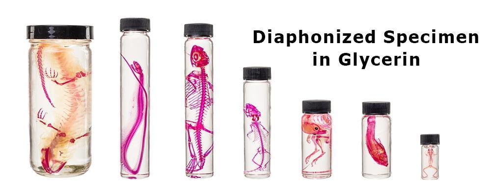 Wet and Diaphonized Specimen