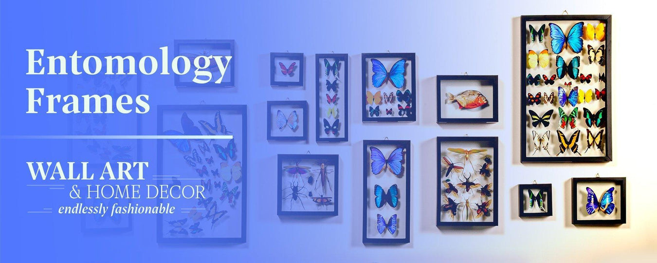 Entomology Frames