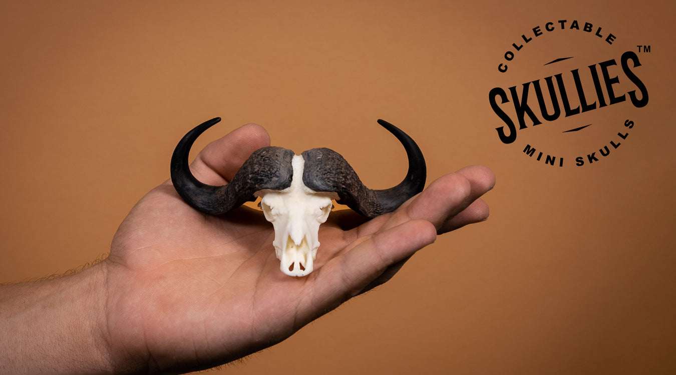 Skullies - Miniature Replica Skulls