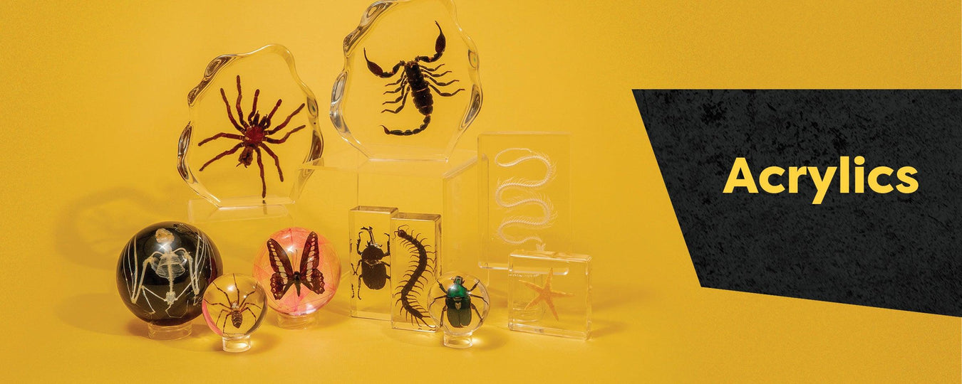 Real Specimens in Acrylic