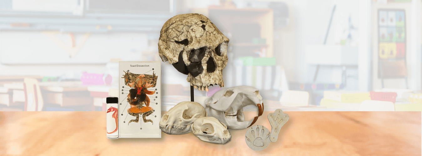 Education Supplemental Items