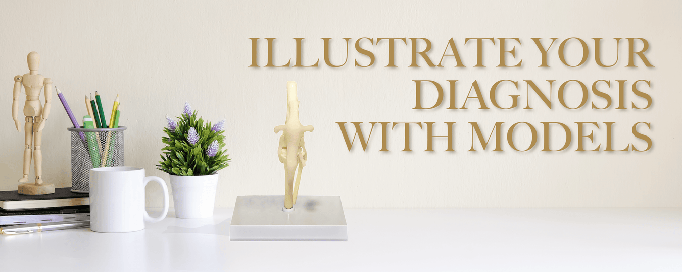 Replica Veterinarian Models