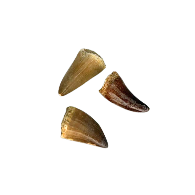 Mosasaur Tooth Fossil