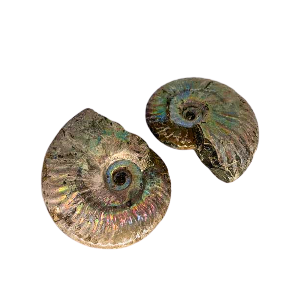 Iridescent Fossil Ammonite