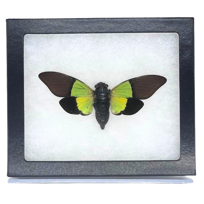 Riker-Mounted Green Leaf Cicada Specimen