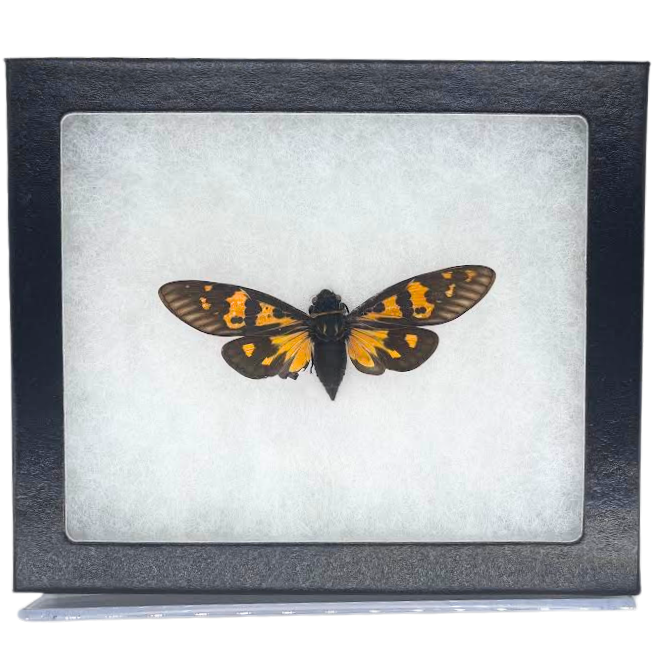 Riker-Mounted Butterfly and Cicada Specimen