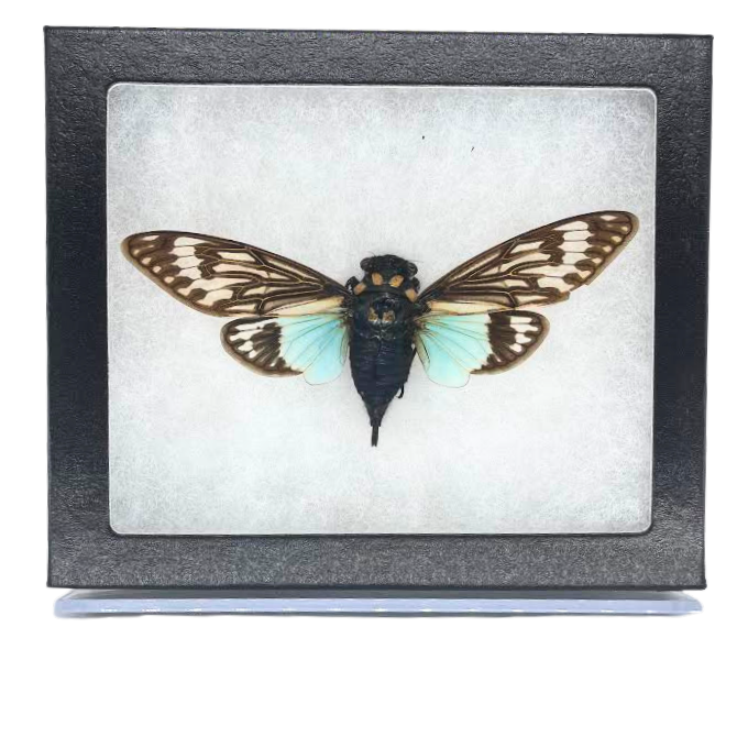 Riker-Mounted Blue Cicada Specimen