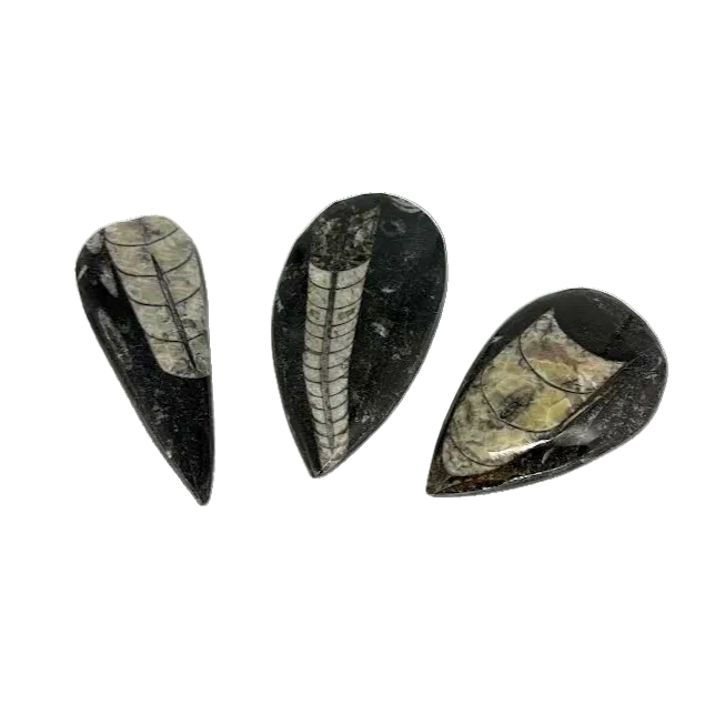 Orthoceras Fossil - Large