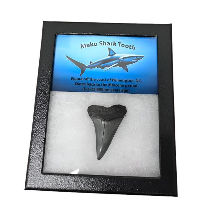 Mako Shark Tooth Display Box