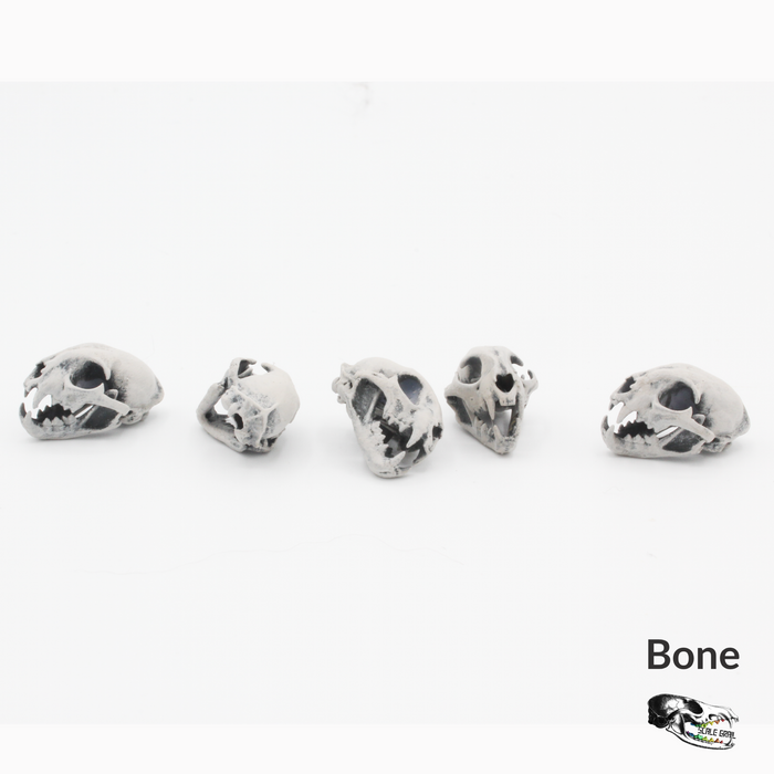 Bobcat Skull Replica - 1:12 Scale (Set of 5)