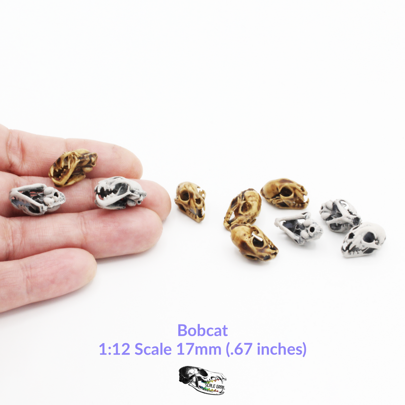 Bobcat Skull Replica - 1:12 Scale (Set of 5)