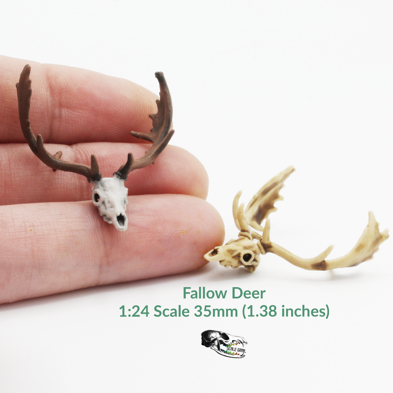Fallow Deer Skull Replica - 1:24 Scale