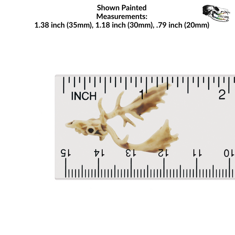 Fallow Deer Skull Replica - 1:24 Scale