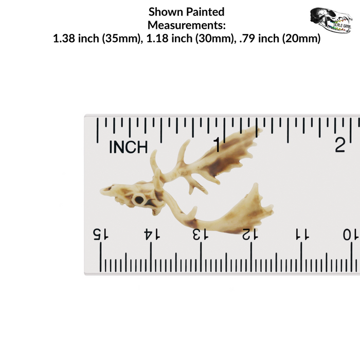 Fallow Deer Skull Replica - 1:24 Scale