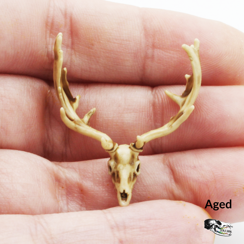 Fallow Deer Skull Replica - 1:24 Scale