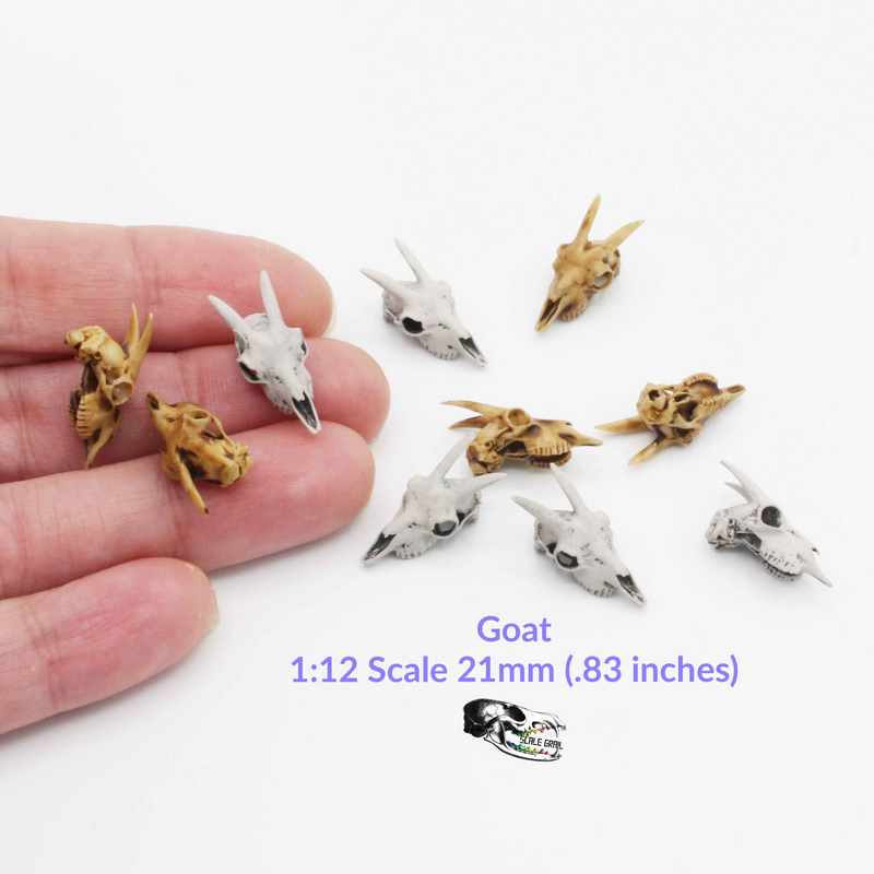 Goat Skull Replica - 1:12 Scale (Set of 5)