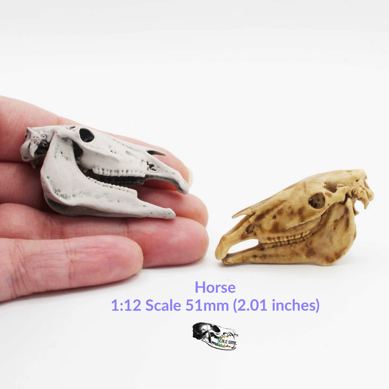 Horse Skull Replica - 1:12 Scale