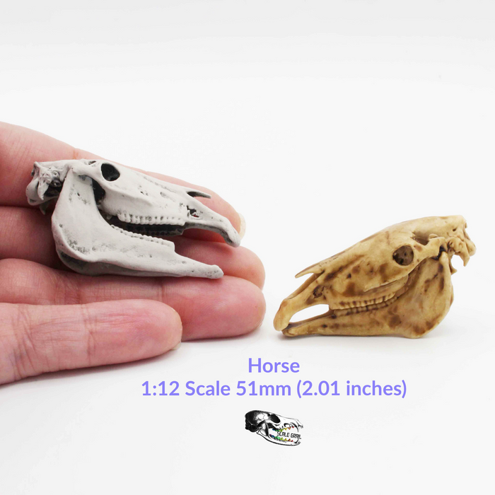 Horse Skull Replica - 1:12 Scale