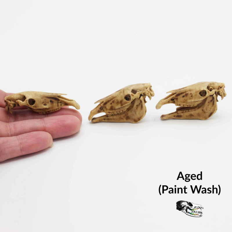 Horse Skull Replica - 1:12 Scale