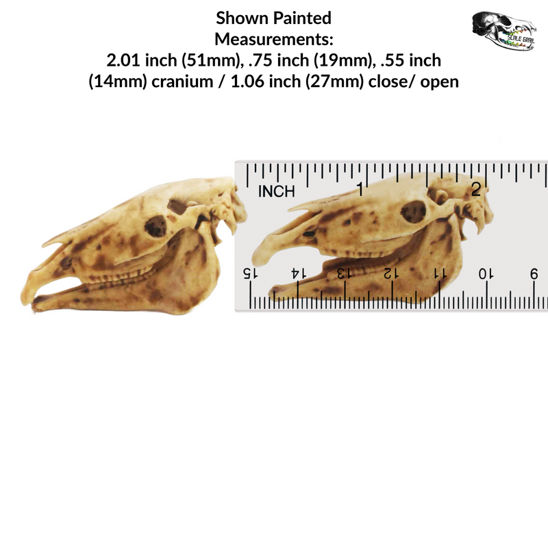 Horse Skull Replica - 1:12 Scale