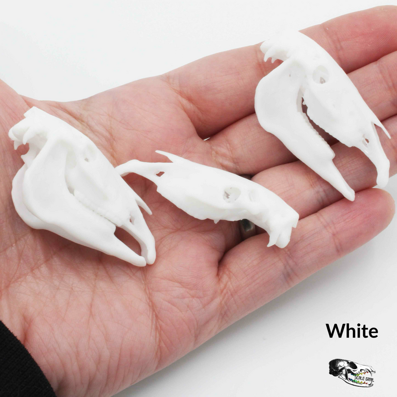 Horse Skull Replica - 1:12 Scale