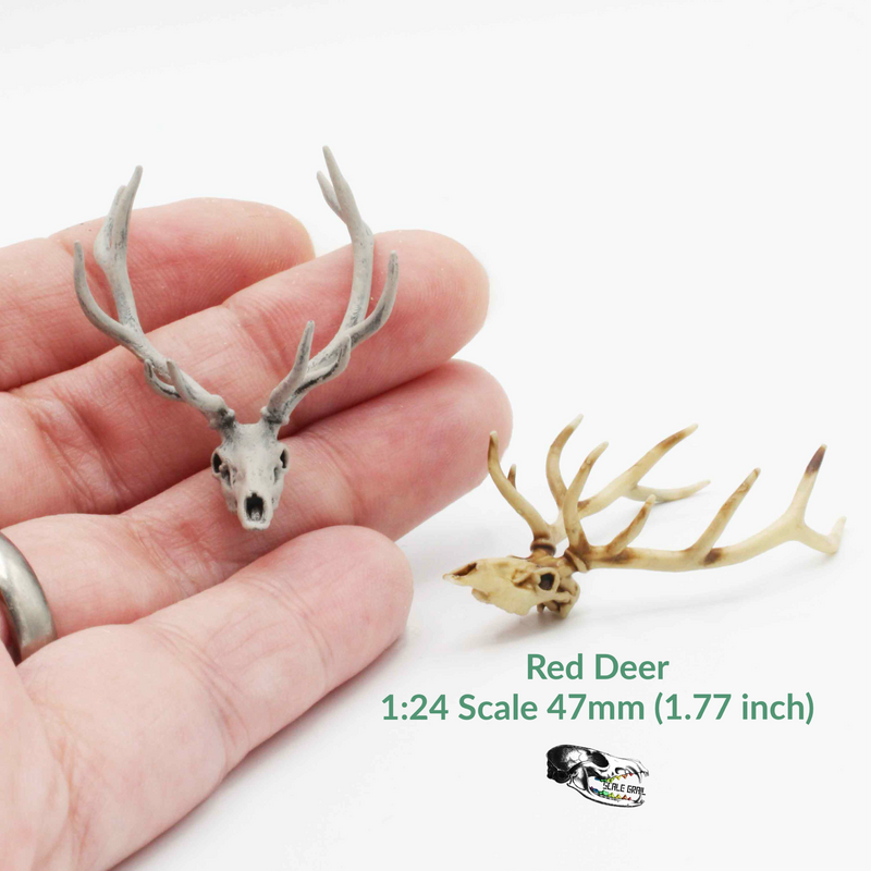 Red Deer Skull Replica - 1:24 Scale