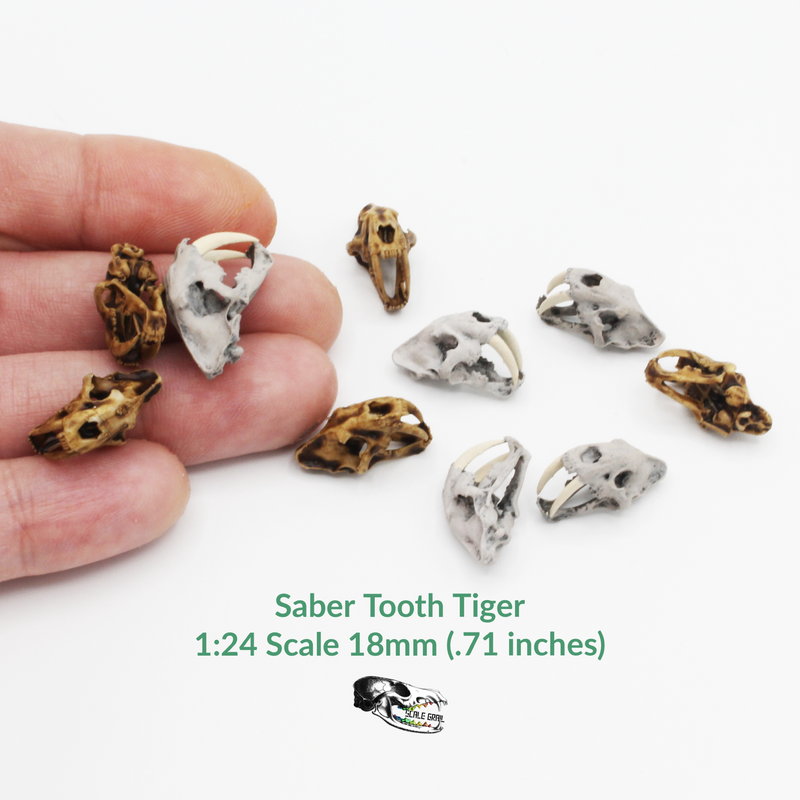 Saber-Toothed Tiger Skull Replica - 1:24 Scale (Set of 5)