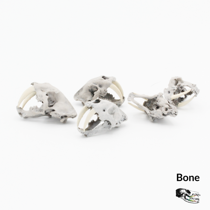 Saber-Toothed Tiger Skull Replica - 1:24 Scale (Set of 5)