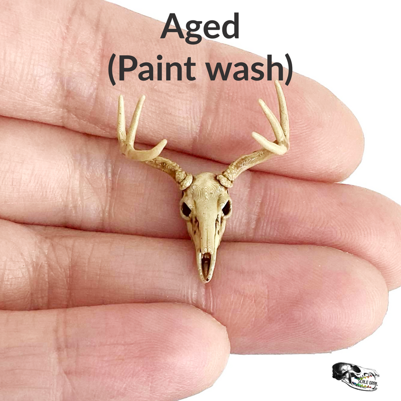 White-Tailed Deer Skull Replica - 1:24 Scale