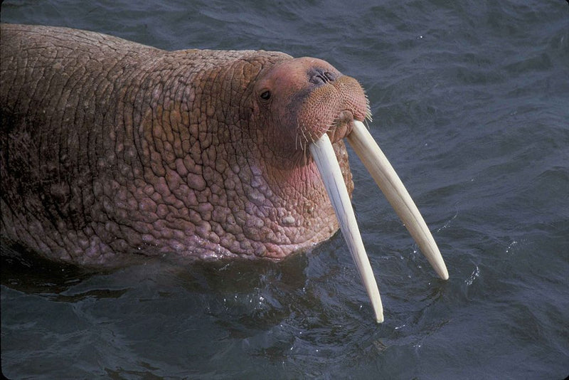 Walrus Skull Replica