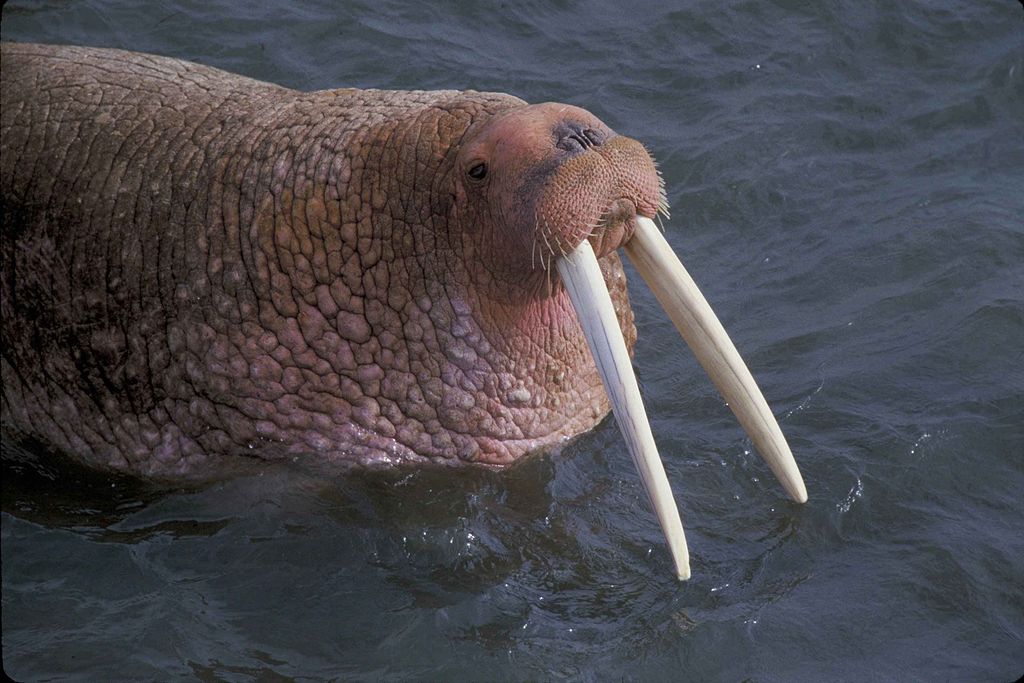 Walrus Skull Replica