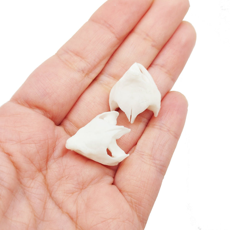Alligator Snapping Turtle Skull Replica - 1:12 Scale (Set of 2)